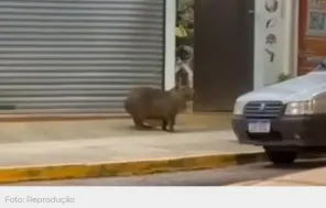 Capivara é resgatada após circular por área urbana de Tenente Portela