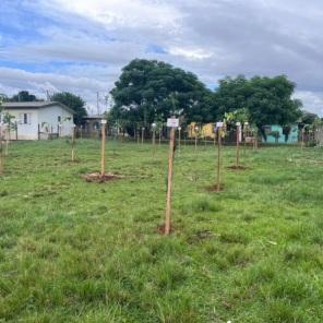 Programa Arborização Mais Segura inicia plantio de 500 árvores em Cruz Alta