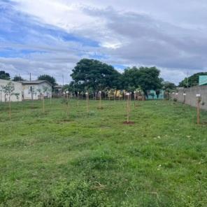 Programa Arborização Mais Segura inicia plantio de 500 árvores em Cruz Alta