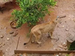 Onça-parda surpreende morador no pátio de residência em Bom Progresso
