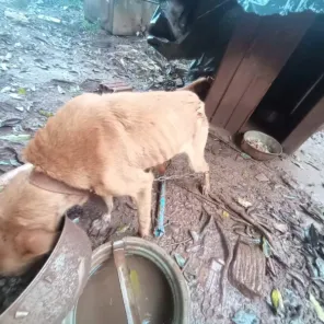 Brigada Militar prende mulher por maus-tratos a cães em Cruz Alta