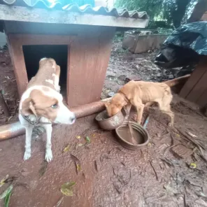 Brigada Militar prende mulher por maus-tratos a cães em Cruz Alta