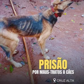 Brigada Militar prende mulher por maus-tratos a cães em Cruz Alta