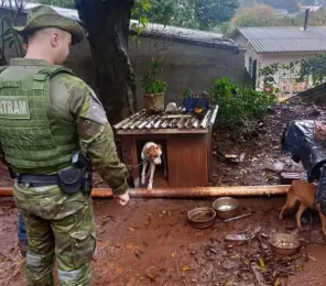 Brigada Militar prende mulher por maus-tratos a cães em Cruz Alta