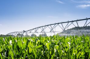 Dia de Campo da CCGL debate irrigação e produção de leite por hectare
