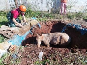Cavalo cai em poço e é resgatado pelos Bombeiros na manhã do sábado em C. Alta