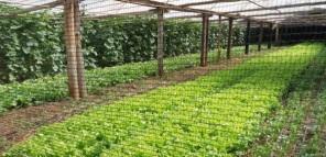 Agricultura familiar fornece produtos de qualidade para a alimentação escolar