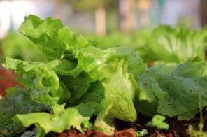 Projeto Cultivando Saberes busca estimular criação de áreas verdes nas escolas