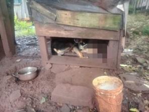 MAUS-TRATOS: Patram da Brigada e Bem Estar Animal resgatam animal em Cruz Alta