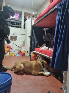 Operação apreende celulares e drogas no Presídio Estadual de Cruz Alta