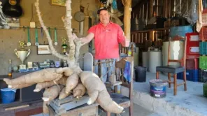 MAIS UMA> Agricultor colhe mandioca de 61 quilos e surpreende moradores