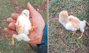 Pintinho com quatro patas nasce em propriedade rural de São Borja