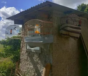 Sete pássaros silvestres são resgatados de cativeiro ilegal em Cruz Alta