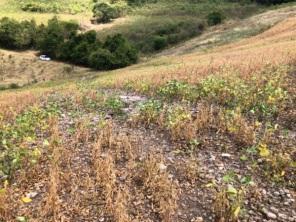 Defesa Civil contabiliza 55 munícipios gaúchos em situação de emergência