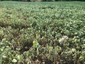 Defesa Civil contabiliza 55 munícipios gaúchos em situação de emergência