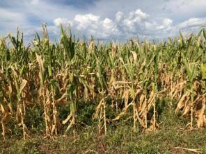 Defesa Civil contabiliza 55 munícipios gaúchos em situação de emergência