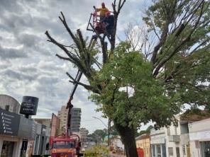 Corpo de Bombeiros efetua poda de árvore de grande porte no centro de C. Alta