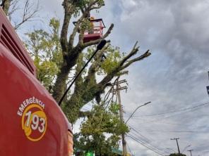 Corpo de Bombeiros efetua poda de árvore de grande porte no centro de C. Alta