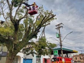 Corpo de Bombeiros efetua poda de árvore de grande porte no centro de C. Alta