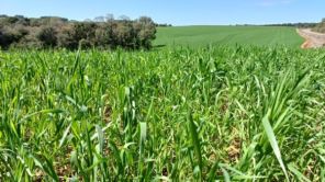 AGRONEGÓCIO> Trigo apresenta desenvolvimento satisfatório no RS