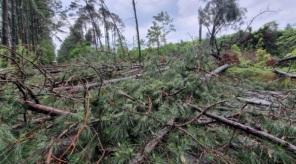 Queda de árvores interditaram a BR 285, em Panambi; transito já está liberado