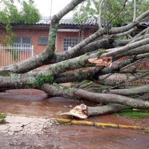 Temporal derruba mais de 100 árvores em Cruz Alta, aponta Defesa Civil