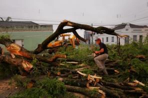 Temporal derruba mais de 100 árvores em Cruz Alta, aponta Defesa Civil