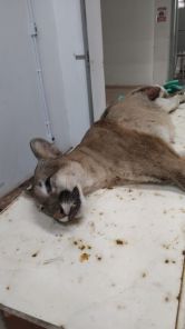 Onça-parda atropelada na RSC-377 é encaminhada à Unicruz para taxidermia