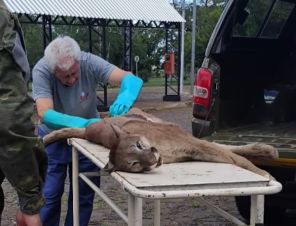 Onça-parda atropelada na RSC-377 é encaminhada à Unicruz para taxidermia
