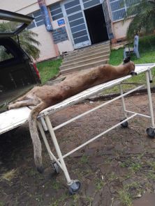Onça-parda atropelada na RSC-377 é encaminhada à Unicruz para taxidermia