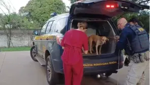 ABANDONADOS> PRF resgata cachorros em risco na rodovia em Ijuí