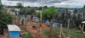  Canil de Cruz Alta está em situação desesperadora diz a proteção animal 