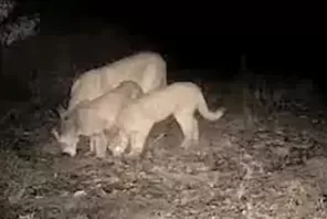 PANAMBI> Mãe e dois filhotes de onça-parda aparecem no interior do município