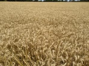 Evento em Cruz Alta abre oficialmente a colheita de trigo no estado