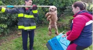 Cãozinho resgatado pelos Bombeiros está disponível para adoção em Cruz Alta