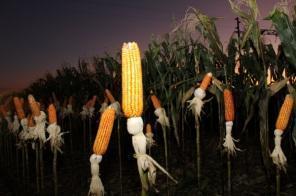 Tecnologia no campo: Iniciou a  9ª Noite de Campo da Sementes Aurora.