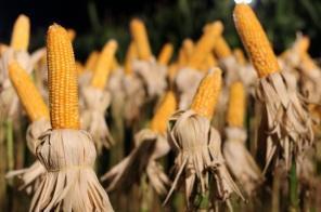 Tecnologia no campo: Iniciou a  9ª Noite de Campo da Sementes Aurora.