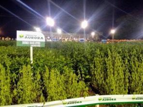 Tecnologia no campo: Iniciou a  9ª Noite de Campo da Sementes Aurora.