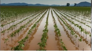 Enchentes comprometem fertilidade do solo em Lavouras Gaúchas