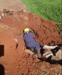 Bombeiros resgatam sete filhotes presos em tubulação às margens da RSC-377