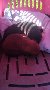 Bombeiros resgatam sete filhotes presos em tubulação às margens da RSC-377