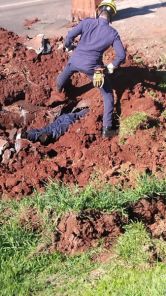 Bombeiros resgatam sete filhotes presos em tubulação às margens da RSC-377