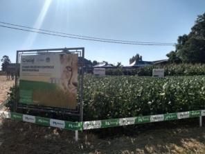 Dia de Campo da C. Vale traz novidades em tecnologia para produtores