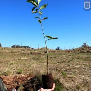 EASA realiza plantio de 300 mudas de árvores nativas