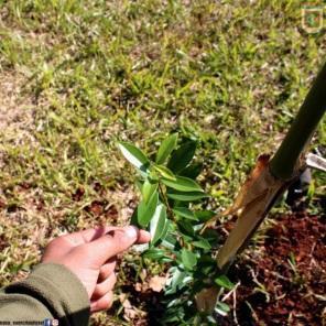 EASA realiza plantio de 300 mudas de árvores nativas