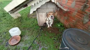 Cão é resgatado em situação de maus-tratos em Cruz Alta