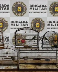 Brigada Militar resgata pássaros silvestres mantidos em cativeiro em Cruz Alta