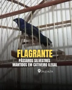 Brigada Militar resgata pássaros silvestres mantidos em cativeiro em Cruz Alta