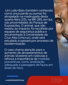 Leão-baio atropelado na BR-285 é levado à Unicruz para estudos e taxidermia
