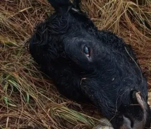 Criminosos abatem duas vacas e furtam animais em propriedade de Cruz Alta